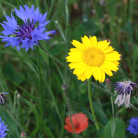 Arable weeds